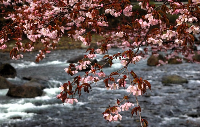 特別豪雪地帯の檜枝岐村。待望の春の桜の季節を迎えて(2026年4月28日)。