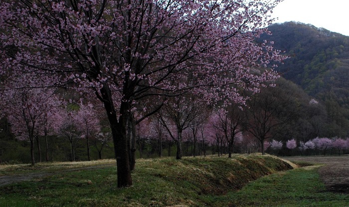 檜枝岐村のそば畑に広がる桜の光景です」(2026年4月28日)。
