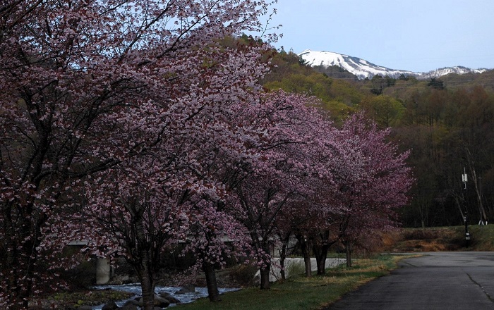 七入駐車場から桜の奥に燧ケ岳(標高2356m)を望んで(2026年4月28日)。