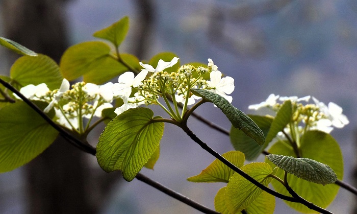 オオカメノキの花々の季節を迎え、春の素晴らしさを感じた日々でした(2026年4月29日)。