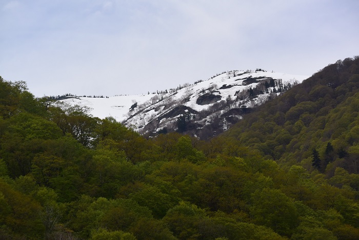 山菜採りの途中で、残雪に光り輝く会津駒ケ岳の春の光景を望んで(2026年5月6日)。