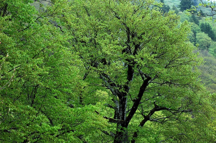 この日の朝の新緑の光景は、本当に鮮やかでした(2026年5月9日)。