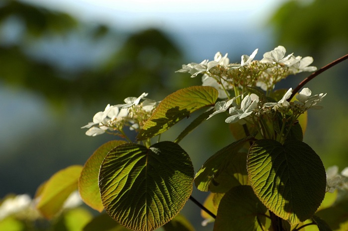 多くの高山植物など、花々にも周期がありますが、今年はオオカメノキの花々が多くの花々を開花させている年であることに、本当に嬉しい日々でした(2026年5月15日)。