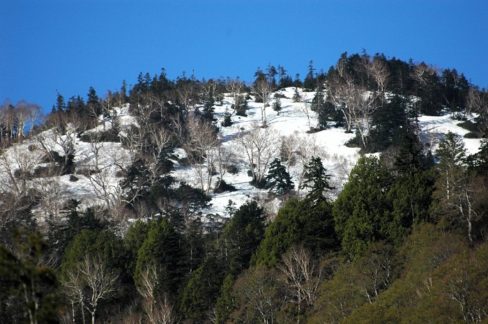 燧ケ岳の広沢田代下でもまだまだ残雪が残る日々でしたが、雪解け水の量はあちこちの湿原の光景を見ても、少ないように感じる日々でした(2026年5月15日)。