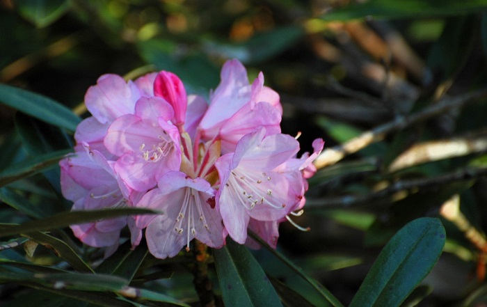 少し最盛期は過ぎていましたが、アズマシャクナゲの多くの花々に出会えて感動の朝でした(2026年5月15日)。
