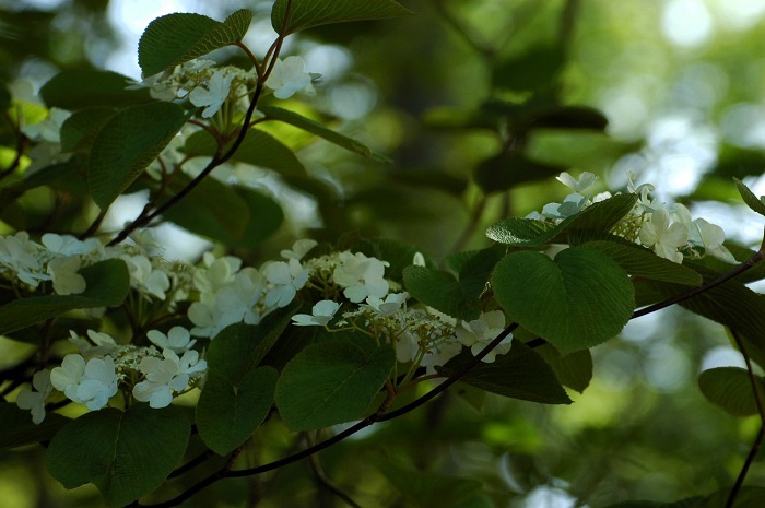 ブナの原生林の新緑の光景を彩る純白の花々、それがオオカメノキの花々です(2026年5月20日)。