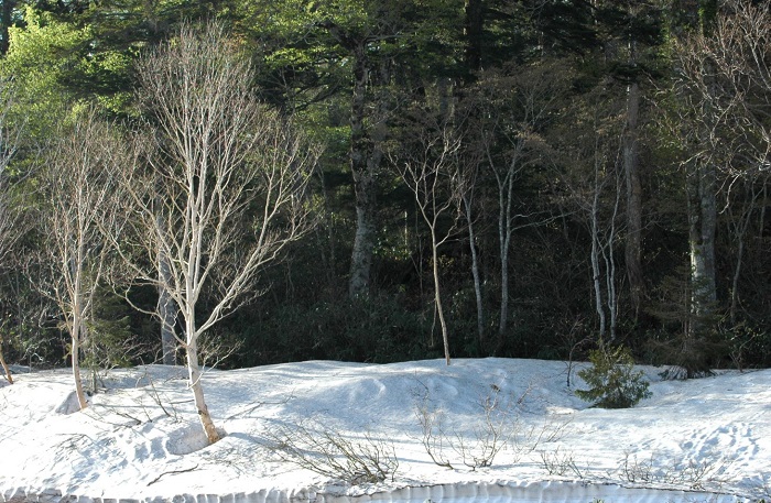 まだ比較的多くの残雪が見られた尾瀬御池登山口。ダケカンバの新緑はこれからのようでした(2026年5月20日)。