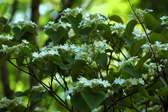 この日もブナの原生林の中で心洗われるような純白の花々の美しい光景が見られました(2026年5月20日)。