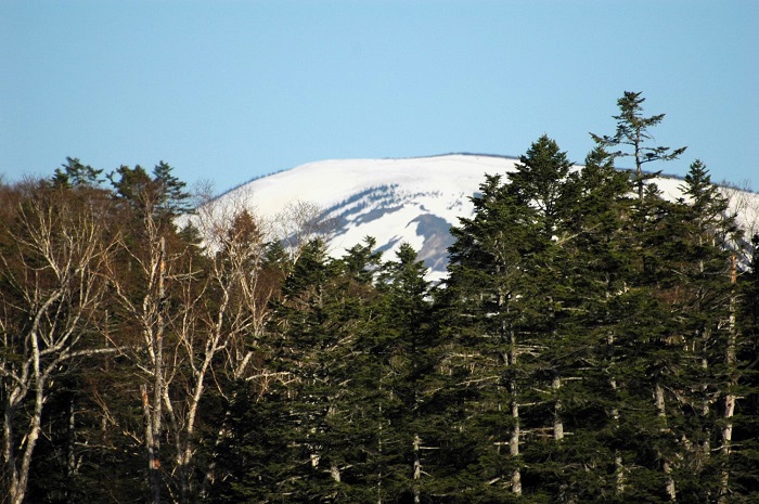 御池湿原より針葉樹林の奥に平ヶ岳(標高2141m)の残雪の光景を望んで(2026年5月20日)。