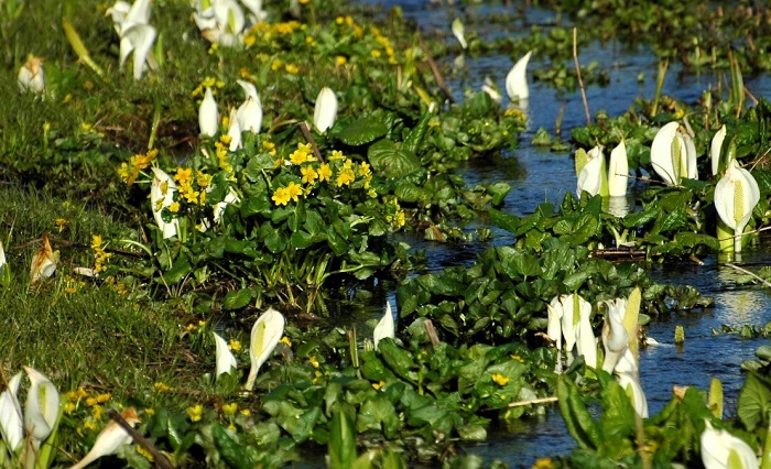 昔から多くの高山植物など可憐な花々に包まれていた御池湿原も、二ホン鹿による大変な食害や湿原の荒廃などが見られていましたが、二ホン鹿対策などで、湿原と花々の復活の姿がようやく見られてきたことは本当にうれしい限りです(2026年5月20日)。