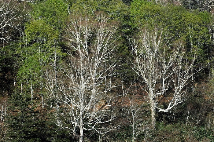 この日、御池湿原ではブナの木の新緑が本当に鮮やかでした(2026年5月20日)。