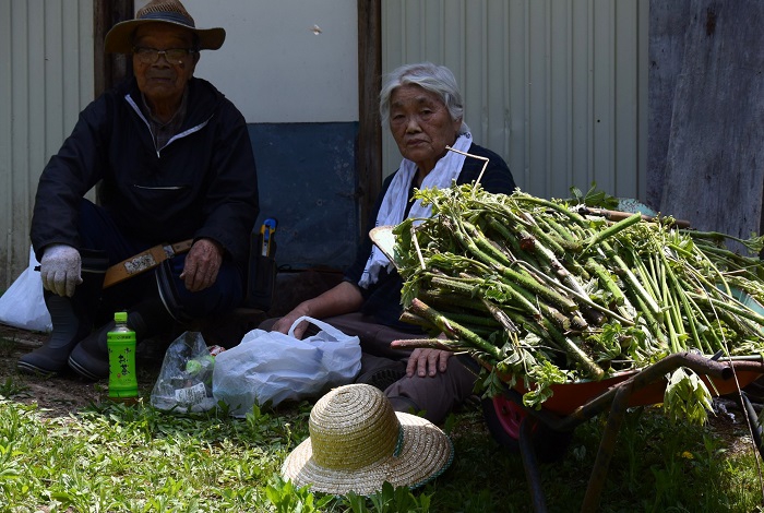 山菜とともに生きて７０年は優に超える尾瀬野のおじいさんとおばあさんです（２０２６年５月２０日）。