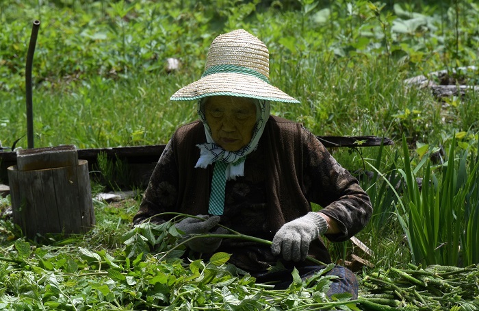 採ってきたばかりの山ウドの選定をする母の姿です（２０２６年５月２４日）。