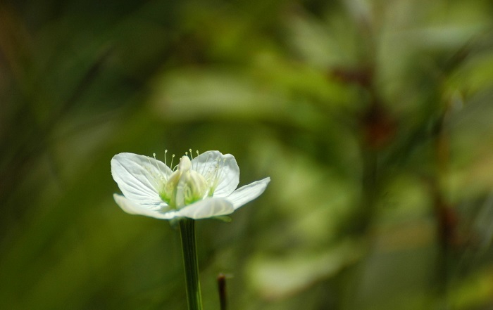 この頃は、初秋の花々であるウメバチソウの季節でもありますね（２０２５年９月１０日）。