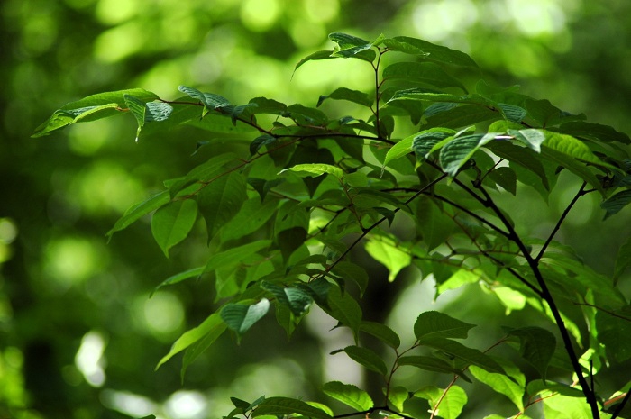 毎年、５月末から６月初旬に花芽を見るアンニンゴです（２０２６年６月５日）。