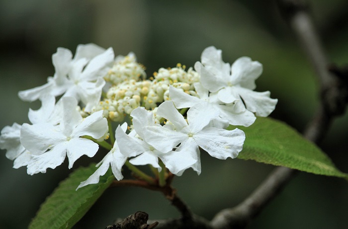 この日はまだ残っていたオオカメノキの花々に出会いました（２０２６年６月１０日）。

