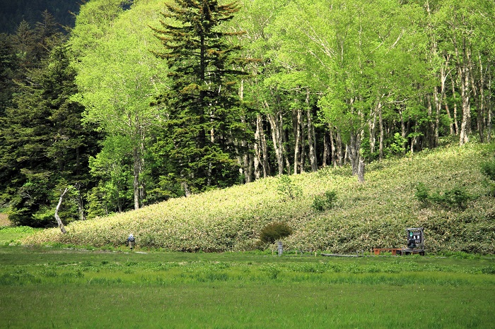 西日に照らされた尾瀬沼のダケカンバの新緑の輝きは心洗われる美しい光景でした（２０２６年６月１０日）。