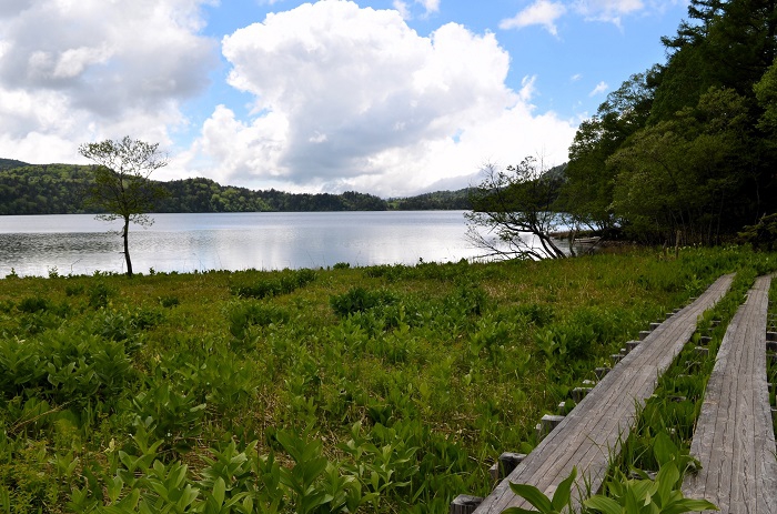 春には可憐な水芭蕉の群落広がる場所です。ここの木道や船着き場から望む尾瀬沼の光景は思い出いっぱいの場所です。特に若い時には、昼から月夜や星空の夜まで思い出に残る場所です（２０２６年６月１０日）。

