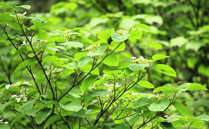 沼山峠の針葉樹林帯の中のオオカメノキの花々が鮮やかで、汗をかいた峠の上りの後の下りでの出会いは爽やかな光景でした（２０２６年６月１０日）。