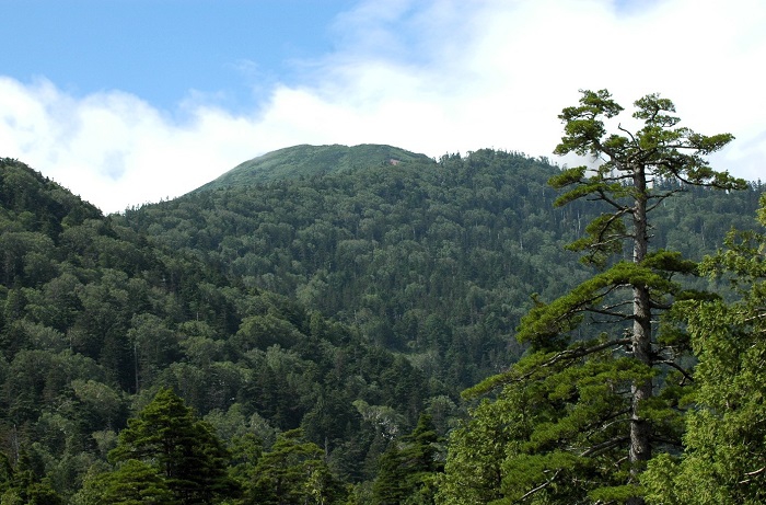 上田代湿原手前より燧ケ岳（標高２３５６ｍ）の姿を望んで（２０２６年７月２８日）。