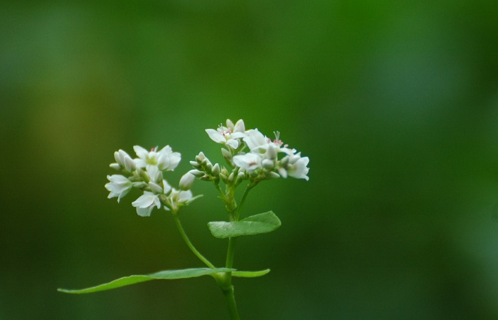 蕎麦の花も本当に綺麗で美しいものです（２０２６年８月１５日）。