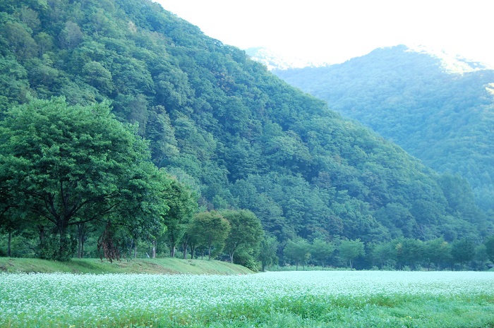 早朝に鎮守様を参拝後、檜枝岐村の蕎麦畑の光景を望んで（２０２６年８月１８日）。