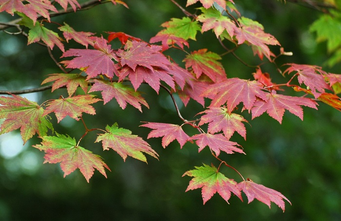 お盆明けに見られたモミジの紅葉の始まりの姿です（２０２６年８月１９日）。
