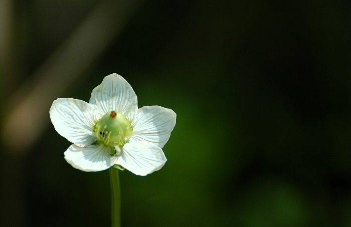 紅葉の季節の始まりの頃に咲くウメバチソウがとても爽やかに見えた日々でした（２０２６年９月１３日）。