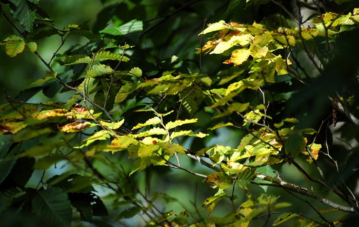 所々秋色に移り変わりながら、全山紅葉の日々へと向かいます（２０２６年９月１３日）。