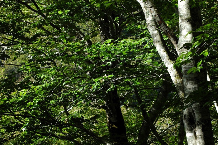 ９月末でもまだまだ夏色の濃い緑に染まるブナの原生林の光景です（２０２６年９月２５日）。