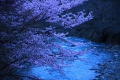 この日の夜明けの光景で見る清流と桜の姿は、本当に美しい光景でした（２０２４年４月２５日）。