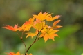 遅れていた紅葉が鮮やかに変わり始めるのを実感できたのが、１０月中旬のこの頃でした（２０２４年１０月１８日）。