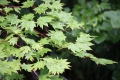 このモミジが鮮やかな紅葉の色に染まるまであと約３か月。自然と季節の移り変わりというものは本当に素晴らしいものです（２０２５年７月１５日）。