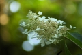 梅雨に入る頃、ノリウツギの純白の花々があちこちで見られるようになりました（２０２６年７月１１日）。