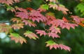 お盆明けに見られたモミジの紅葉の始まりの姿です（２０２６年８月１９日）。