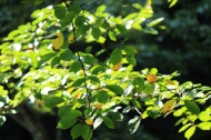 お客様の朝食の後片付けが終わって、わずかに秋色に変わり始めた桜の葉を見つめて（２０２４年９月９日）。